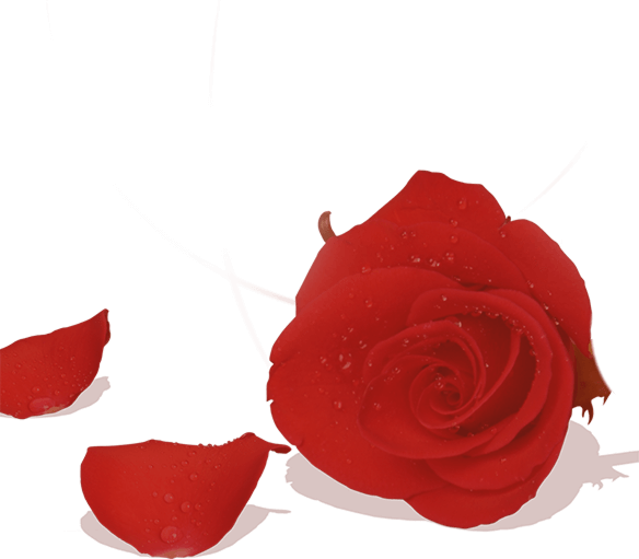 กุหลาบตกแต่งกิจกรรมวิวาห์ Yulgang